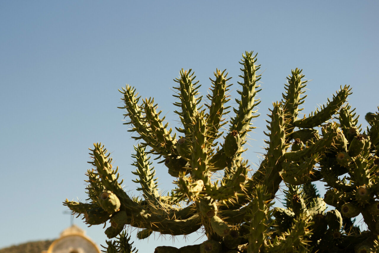 Kaktus in der Wüste Tabernas