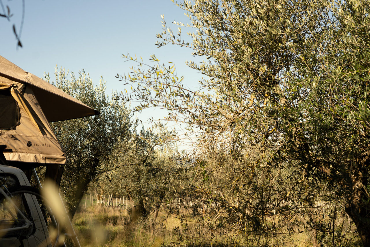Dachzelt Toskana Italien Olivenbäume